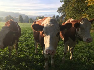 Sweet gal who licked my hand the other day