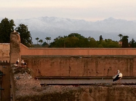Atlas Mountains providing a romantic backdrop to busy storks!