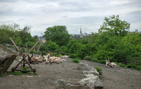 Reindeer in front of the Stockholm skyline