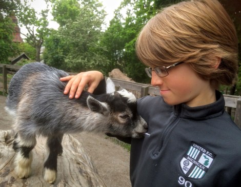 Skansen petting zoo, also a clever way to get visitors to feed the animals